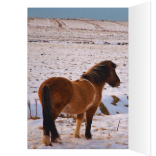 Icelandic Horses Galore Cards
