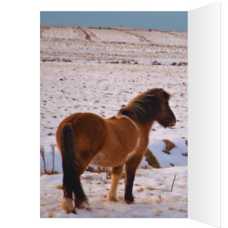 Icelandic Horses Galore Cards