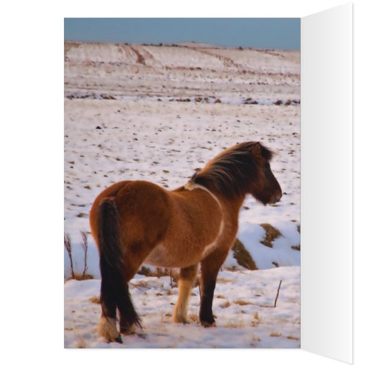 Icelandic Horses Galore Cards (Inside (Left))