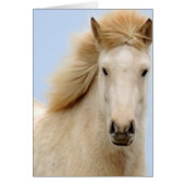 Icelandic Horses Galore Cards (Front)