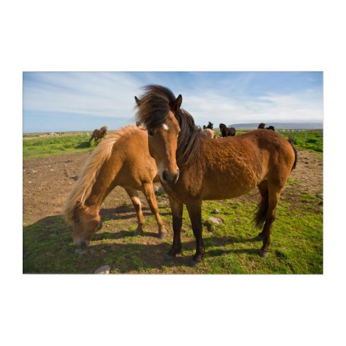 Icelandic Horses Graze Acrylic Print