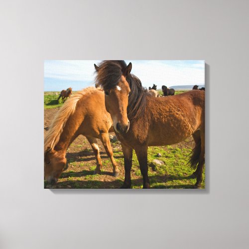 Icelandic Horses Graze Canvas Print