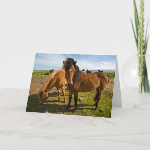 Icelandic Horses Graze Card