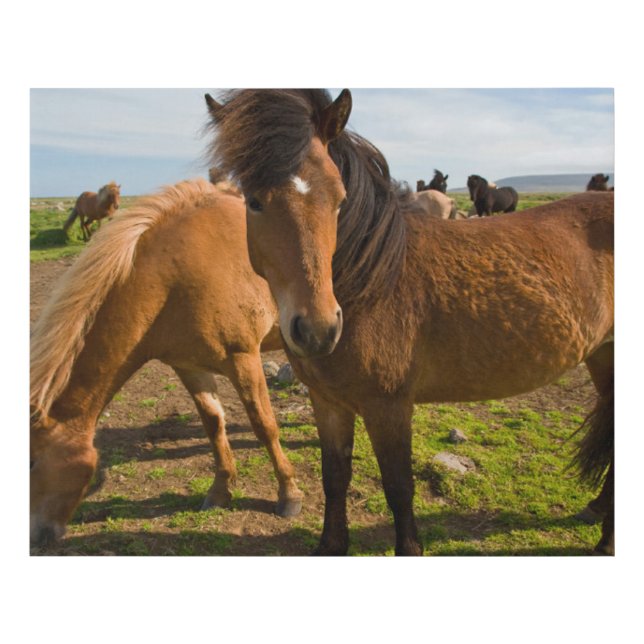Icelandic Horses Graze Faux Canvas Print (Front)