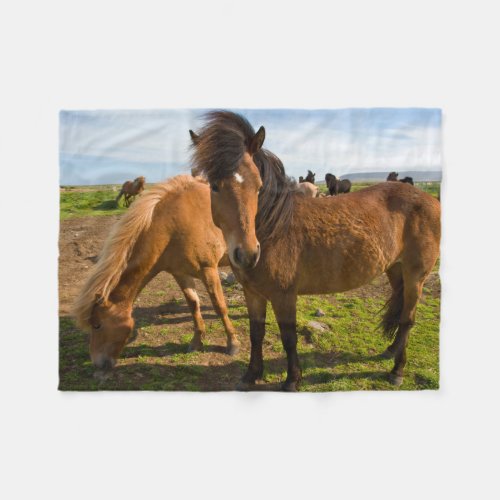 Icelandic Horses Graze Fleece Blanket