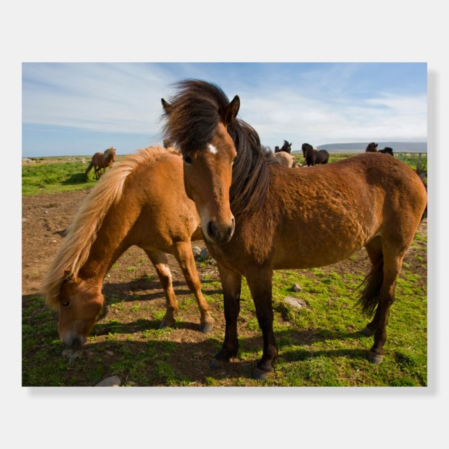 Icelandic Horses Graze Foam Board (Front)