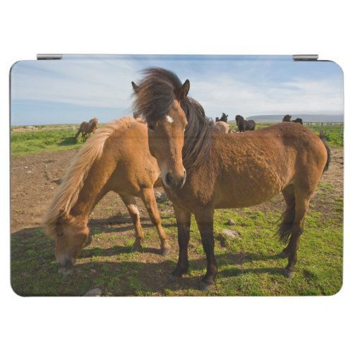 Icelandic Horses Graze iPad Air Cover