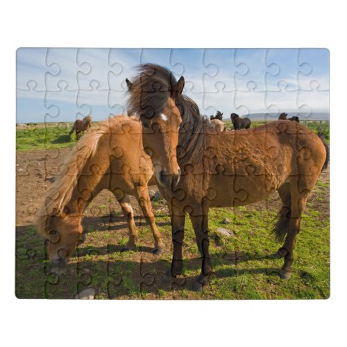 Icelandic Horses Graze Jigsaw Puzzle
