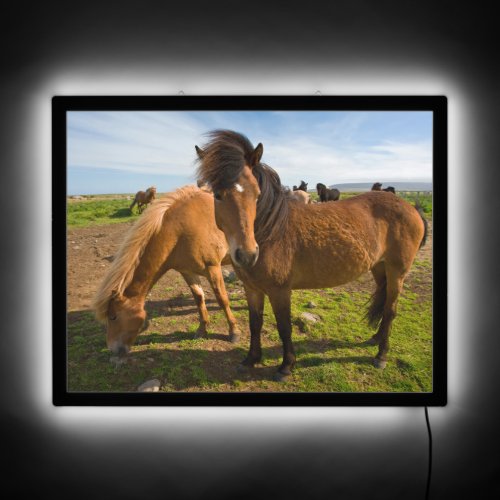 Icelandic Horses Graze LED Sign