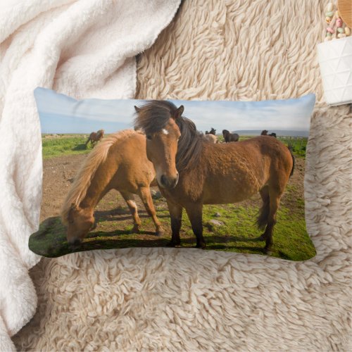 Icelandic Horses Graze Lumbar Pillow
