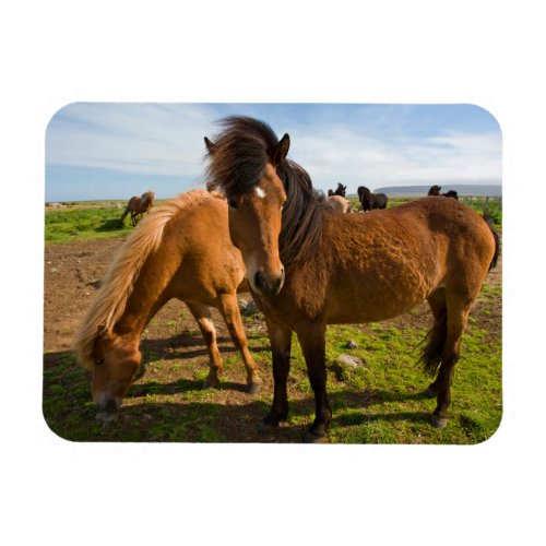 Icelandic Horses Graze Magnet
