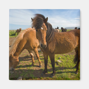 Icelandic Horses Graze Magnet