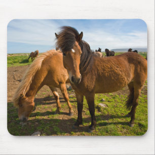 Icelandic Horses Graze Mouse Pad
