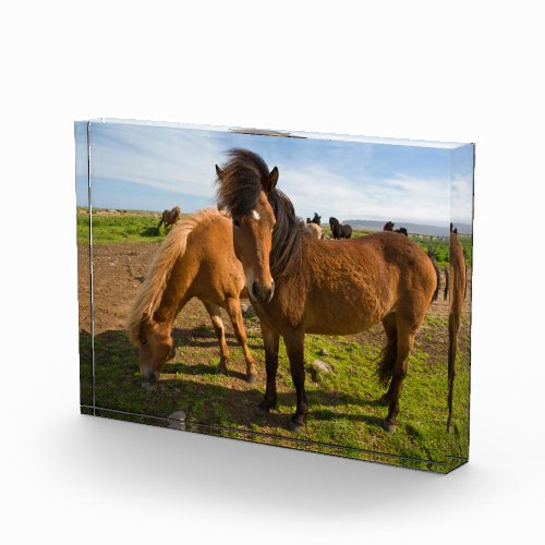 Icelandic Horses Graze Photo Block