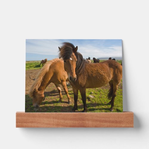 Icelandic Horses Graze Picture Ledge