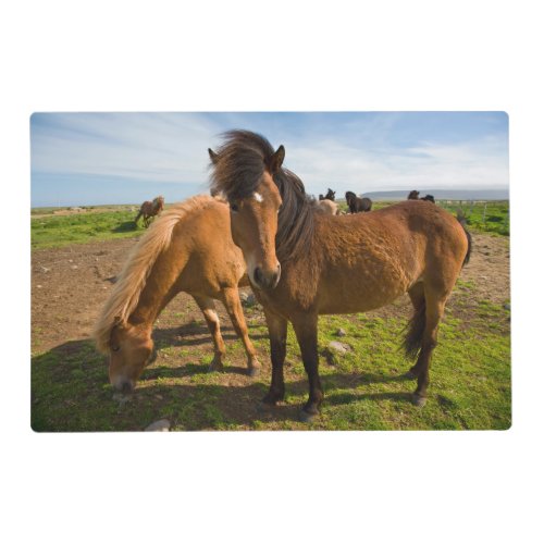 Icelandic Horses Graze Placemat