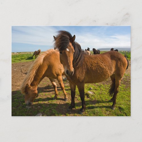 Icelandic Horses Graze Postcard