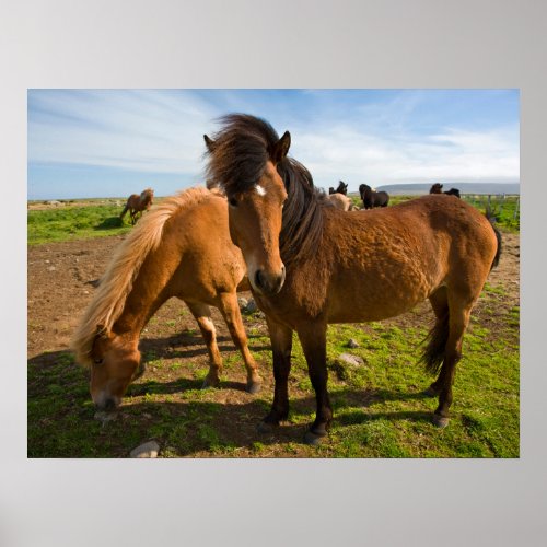 Icelandic Horses Graze Poster