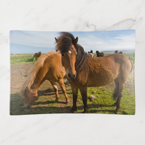 Icelandic Horses Graze Trinket Tray