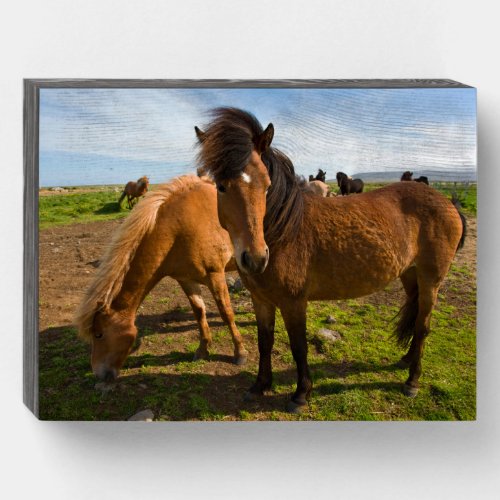 Icelandic Horses Graze Wooden Box Sign