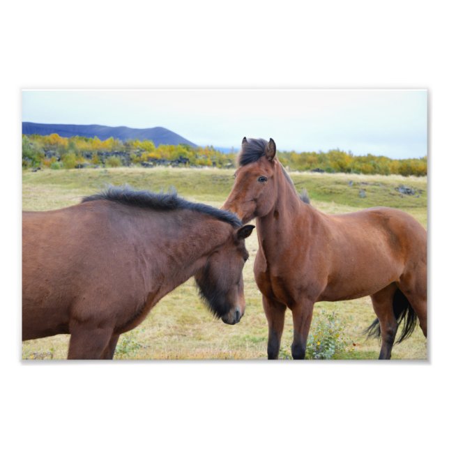 Icelandic Horses Greet Each Other Photo Print (Front)