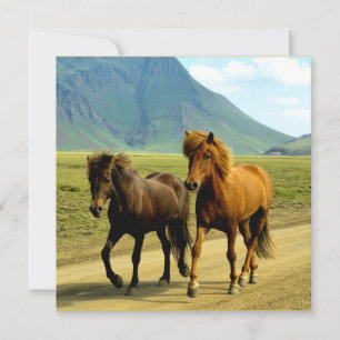 Icelandic Horses Holiday Card