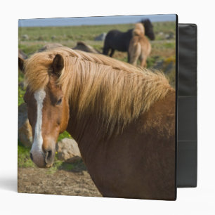 Icelandic Horses in northeastern Iceland. 3 Ring Binder