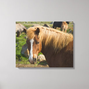 Icelandic Horses in Northeastern Iceland Canvas Print