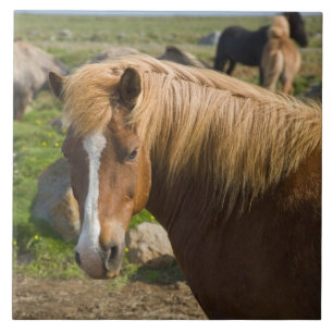 Icelandic Horses in Northeastern Iceland Ceramic Tile