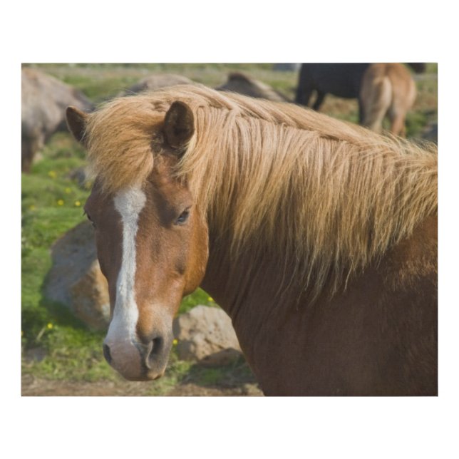 Icelandic Horses in Northeastern Iceland Faux Canvas Print (Front)