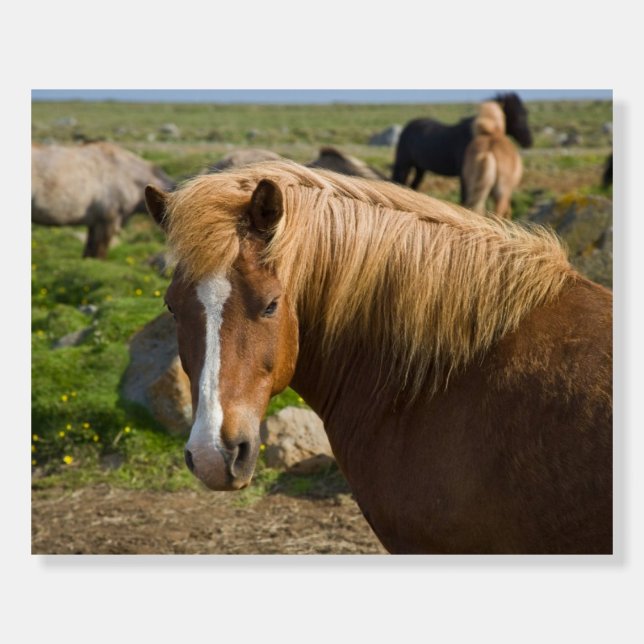 Icelandic Horses in Northeastern Iceland Foam Board (Front)