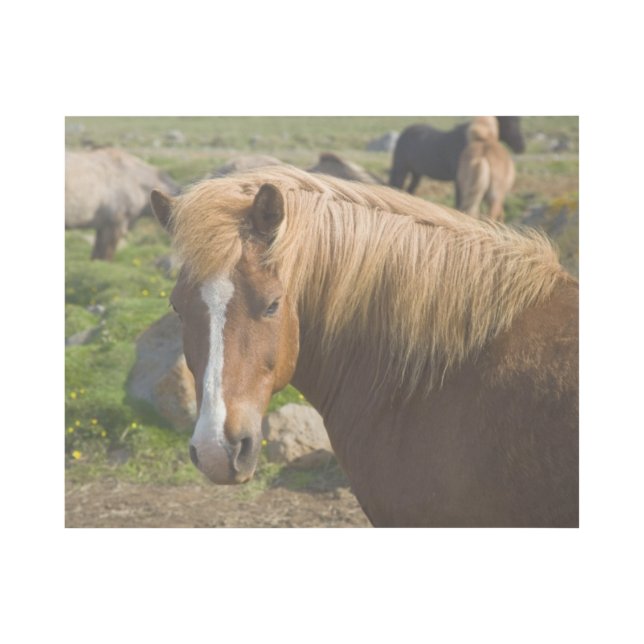 Icelandic Horses in Northeastern Iceland Gallery Wrap (Front)