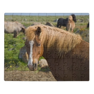 Icelandic Horses in Northeastern Iceland Jigsaw Puzzle