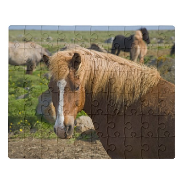 Icelandic Horses in Northeastern Iceland Jigsaw Puzzle (Puzzle Horizontal)