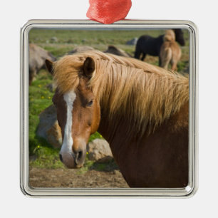 Icelandic Horses in northeastern Iceland. Metal Ornament