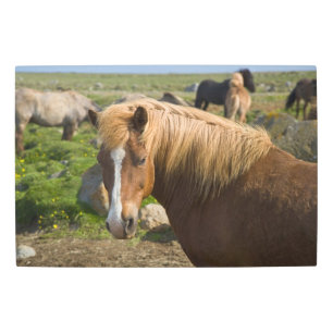Icelandic Horses in Northeastern Iceland Metal Print