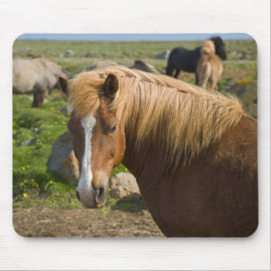 Icelandic Horses in Northeastern Iceland Mouse Pad