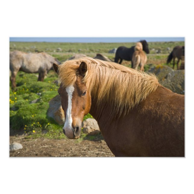 Icelandic Horses in northeastern Iceland. Photo Print (Front)