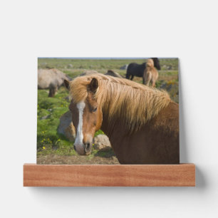 Icelandic Horses in Northeastern Iceland Picture Ledge