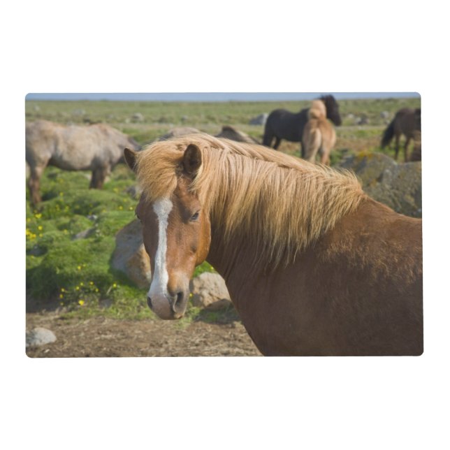 Icelandic Horses in Northeastern Iceland Placemat (Front)