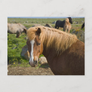 Icelandic Horses in Northeastern Iceland Postcard