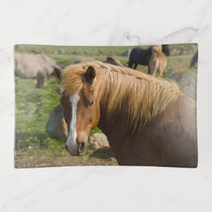 Icelandic Horses in Northeastern Iceland Trinket Tray