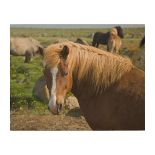 Icelandic Horses in Northeastern Iceland Wood Wall Art