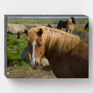 Icelandic Horses in Northeastern Iceland Wooden Box Sign