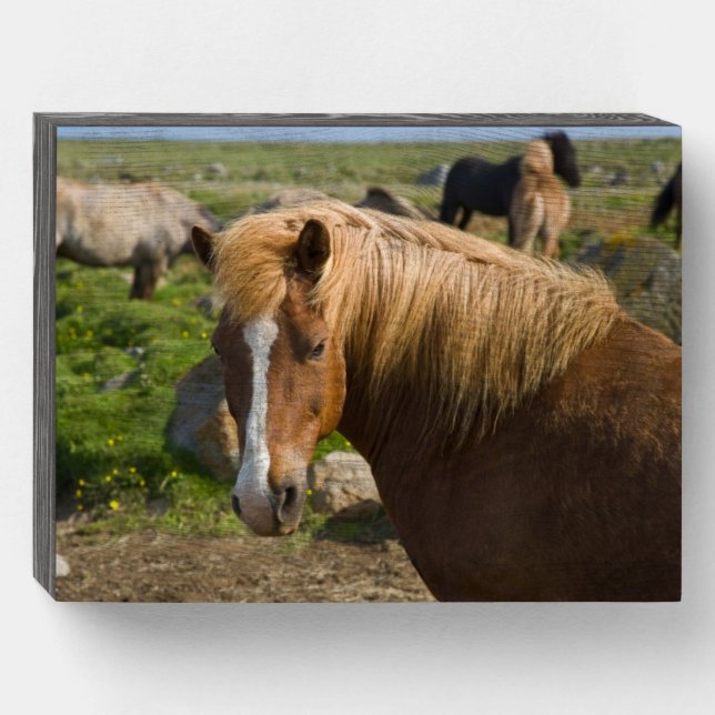 Icelandic Horses in Northeastern Iceland Wooden Box Sign (Front Horizontal)