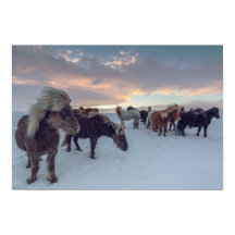 Icelandic Horses in Snow | Iceland Photo