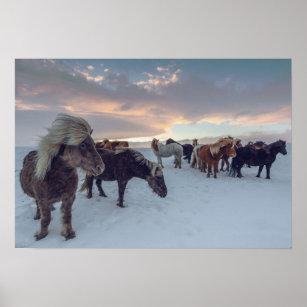 Icelandic Horses in Snow   Iceland Photo Poster
