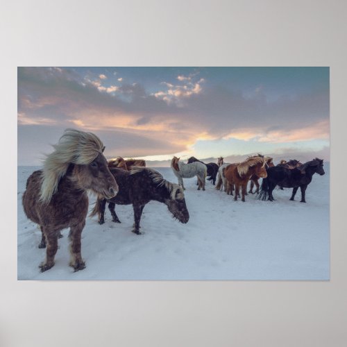 Icelandic Horses in Snow  Iceland Photo Poster