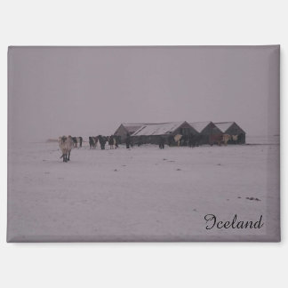 Icelandic horses in the snow magnet