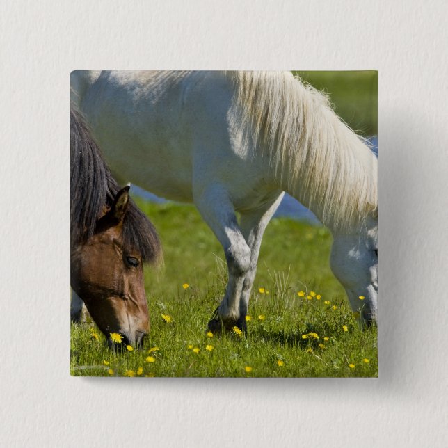 Icelandic Horses in western Iceland. Button (Front)